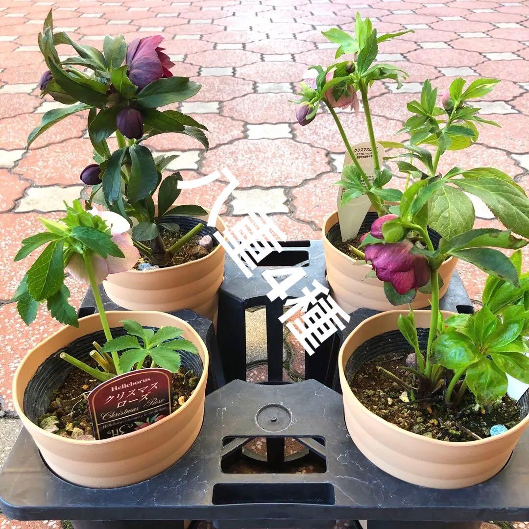 新春大特価 クリスマスローズ 八重 4種セット 平田園芸 花付き現品発送レア品種