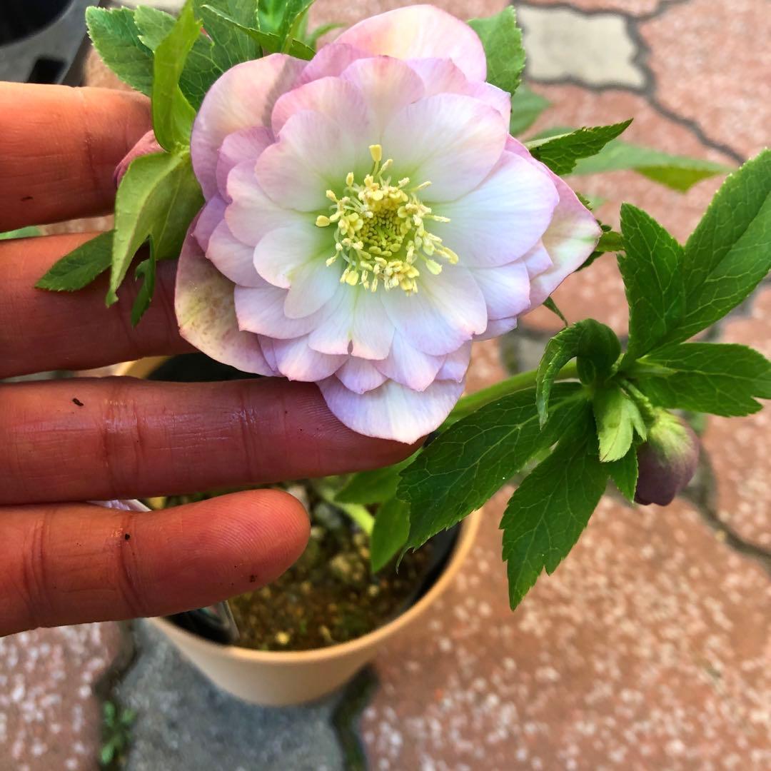 新春大特価 クリスマスローズ 八重 4種セット 平田園芸 花付き現品発送レア品種