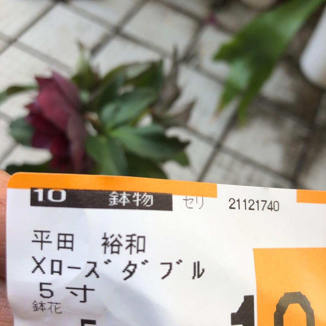 新春大特価 クリスマスローズ 八重 4種セット 平田園芸 花付き現品発送レア品種