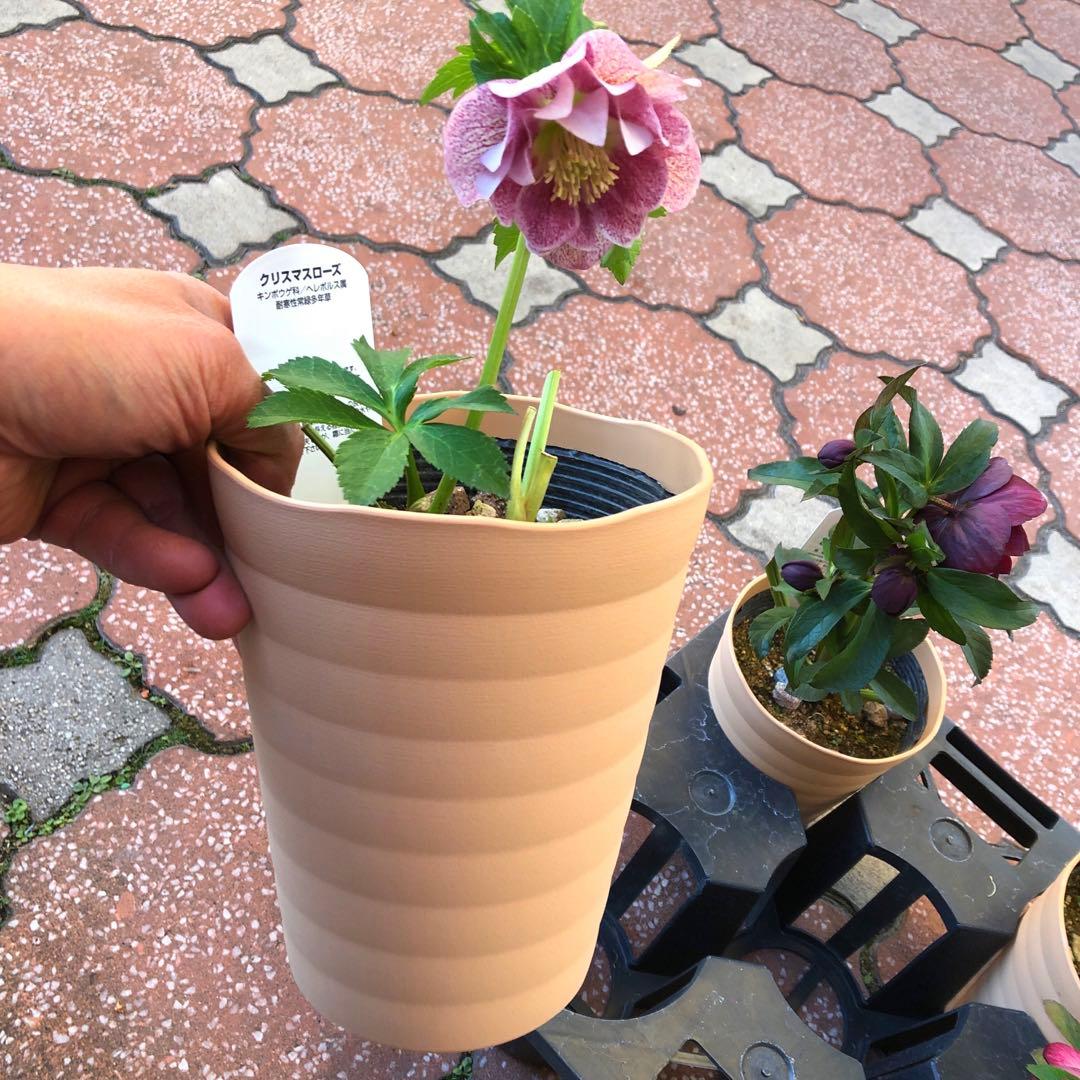 新春大特価 クリスマスローズ 八重 4種セット 平田園芸 花付き現品発送レア品種