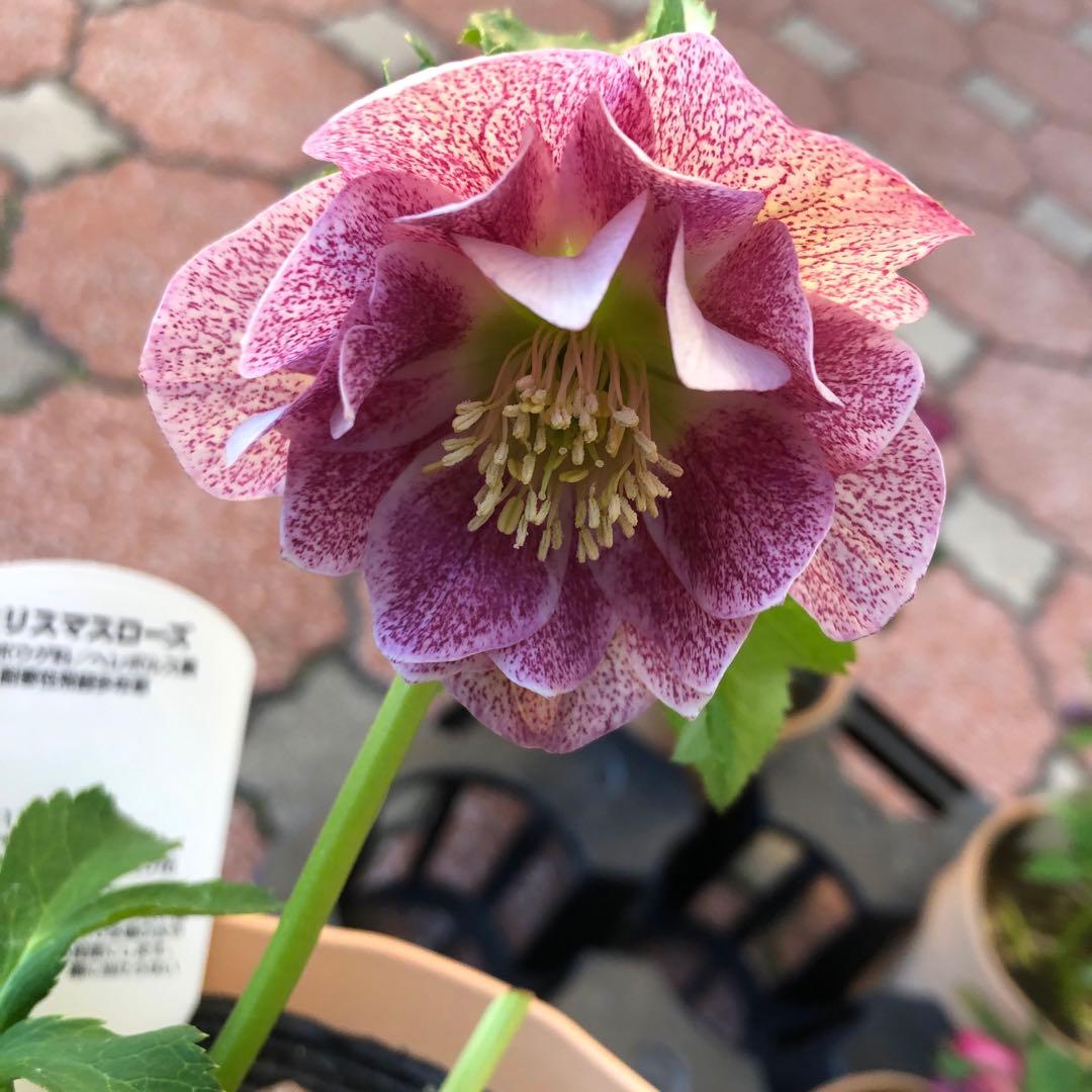 新春大特価 クリスマスローズ 八重 4種セット 平田園芸 花付き現品発送レア品種