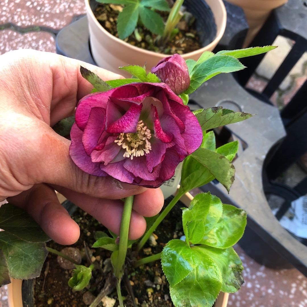 新春大特価 クリスマスローズ 八重 4種セット 平田園芸 花付き現品発送レア品種