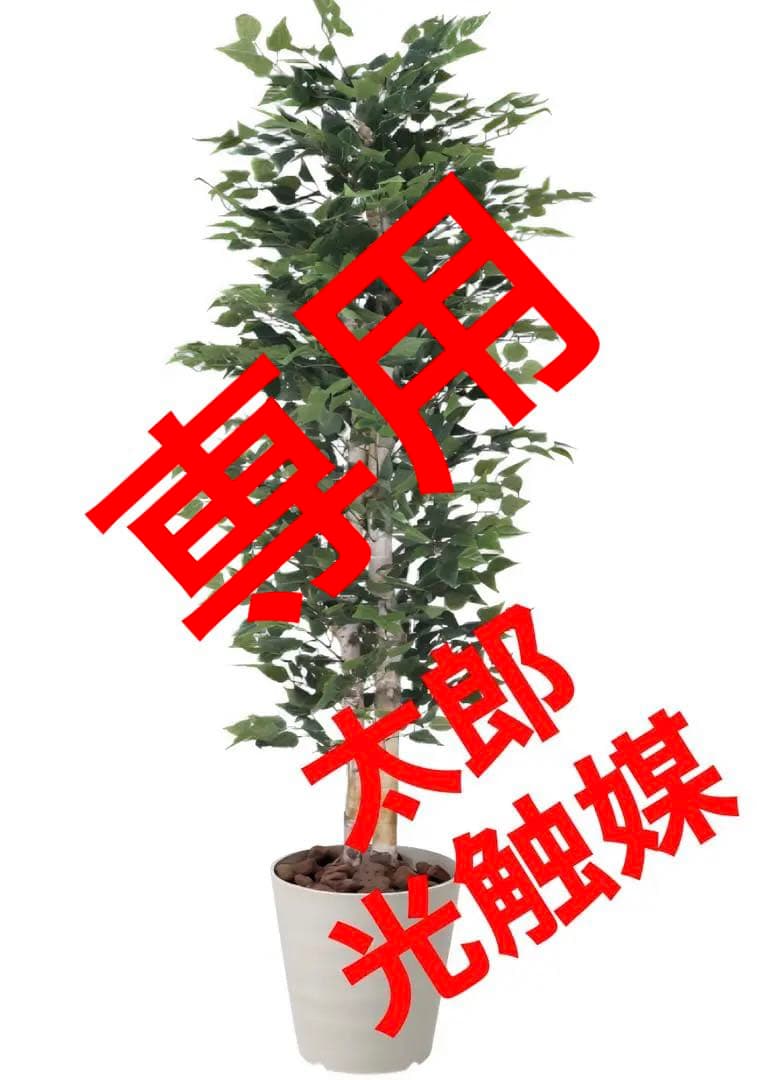 光触媒　人工観葉植物　ウォールグリーン　フェイクグリーン　白樺