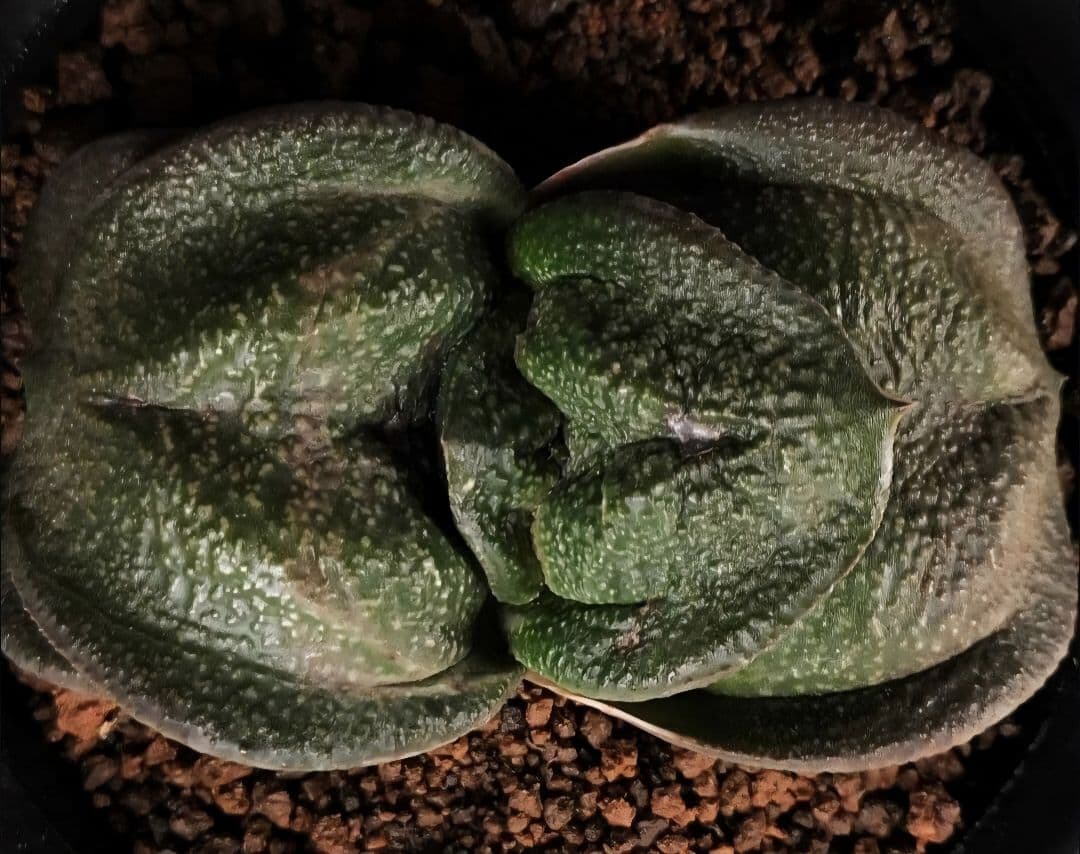 メルカリ便発送&ロウルサンコさんラベル付き☆多肉植物 ガステリア 臥牛 王頭