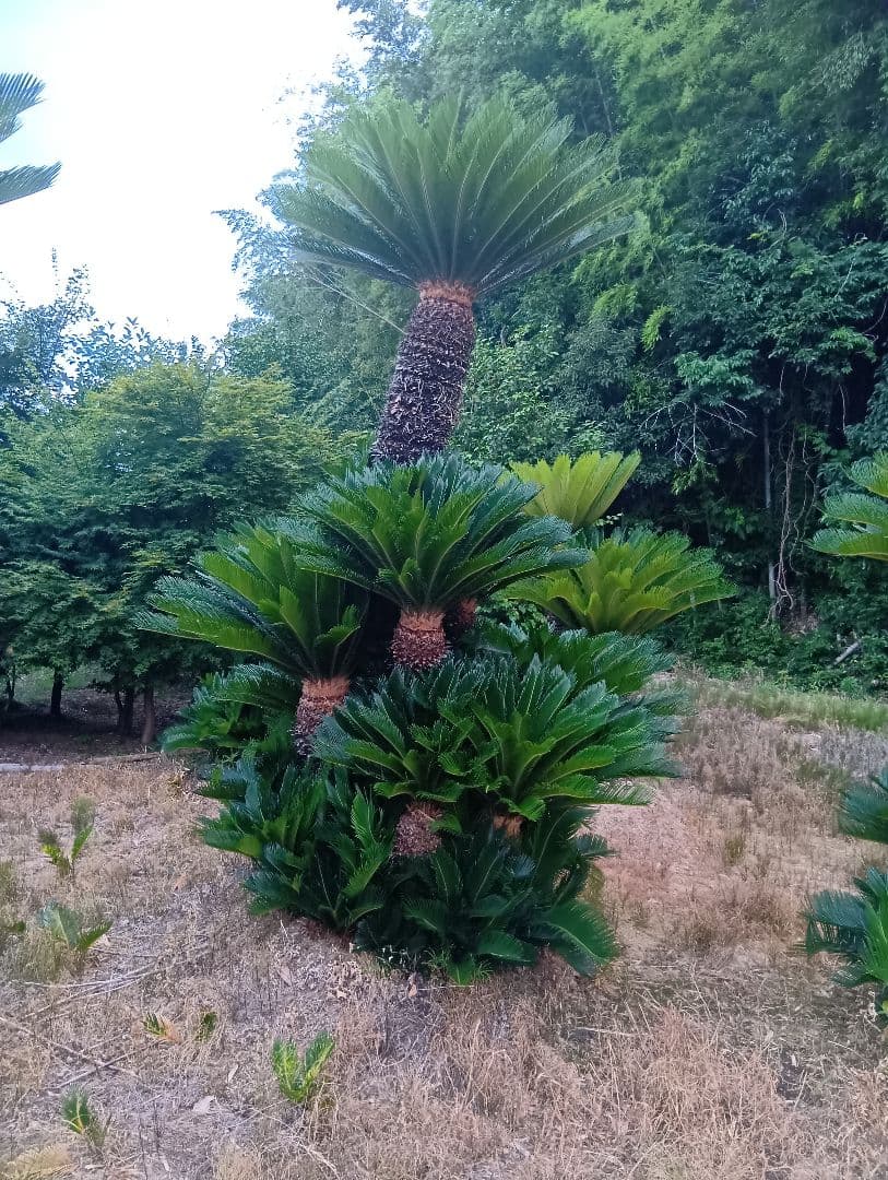 ソテツ（高さ３メイトルサイズ大株）南国庭木