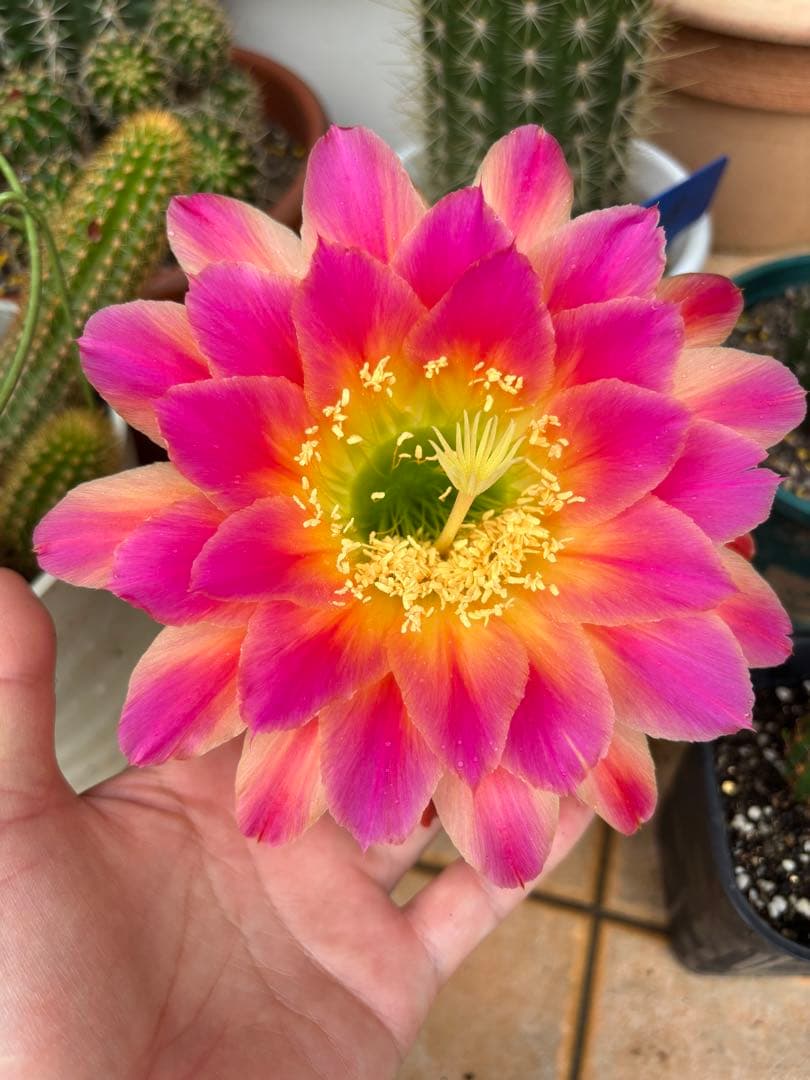 【現品】多肉植物　大型大輪咲花サボテン 星火2