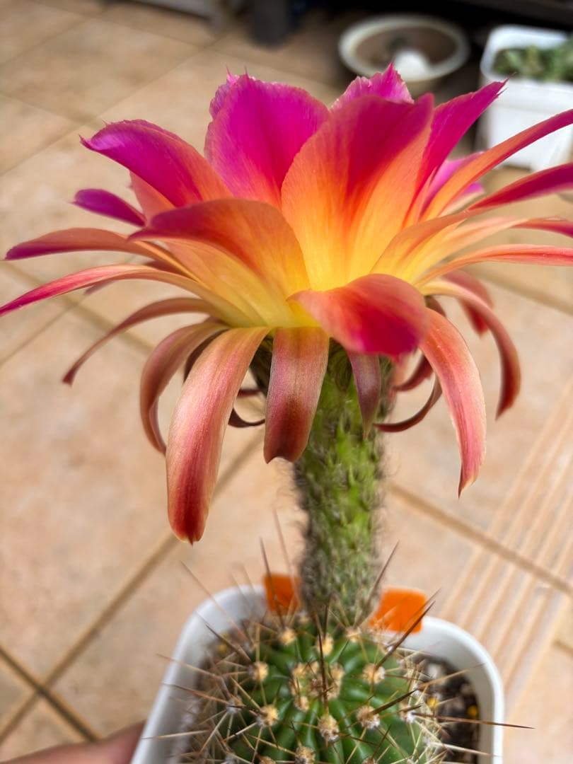 【現品】多肉植物　大型大輪咲花サボテン 星火2