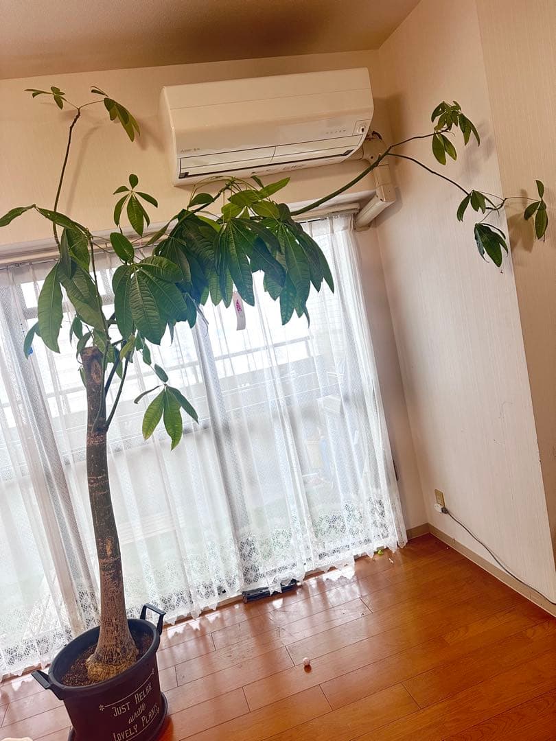 引き取り希望 超大型 パキラ 230cm×210cm 横広がり 観葉植物