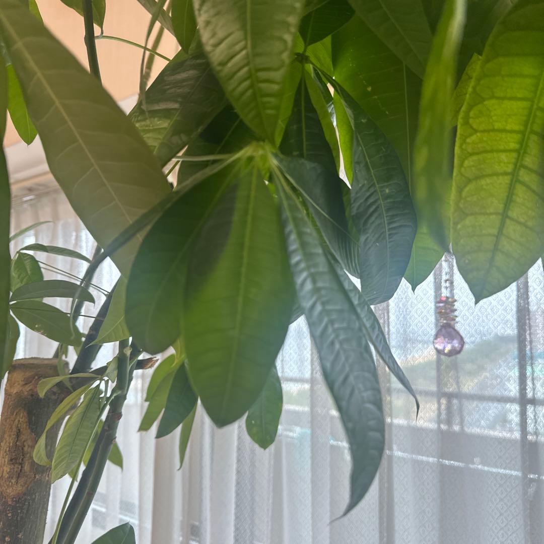 引き取り希望 超大型 パキラ 230cm×210cm 横広がり 観葉植物