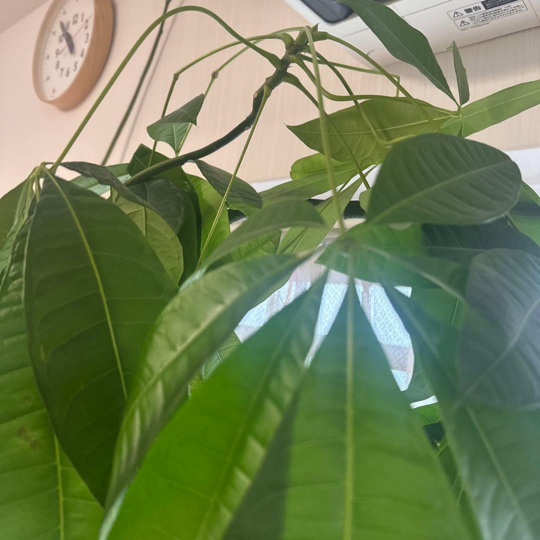 引き取り希望 超大型 パキラ 230cm×210cm 横広がり 観葉植物