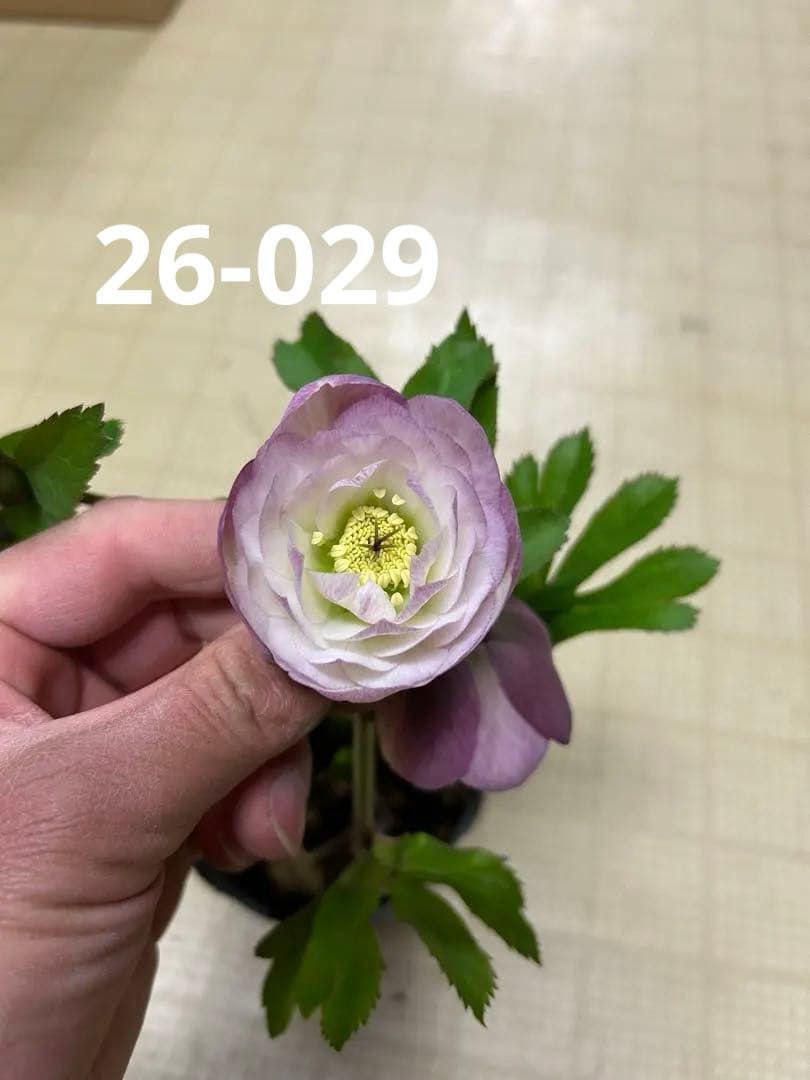 絞り友禅交配 加藤農園 クリスマスローズ 同梱可能