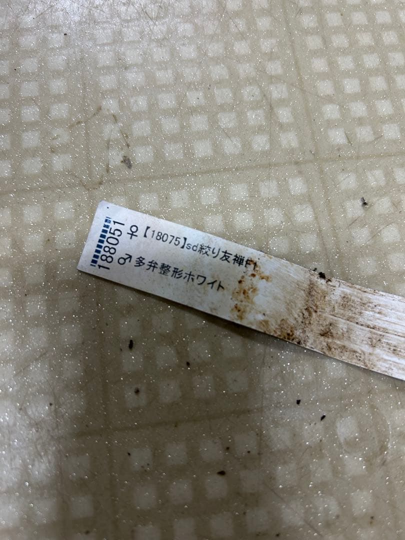 絞り友禅交配 加藤農園 クリスマスローズ 同梱可能