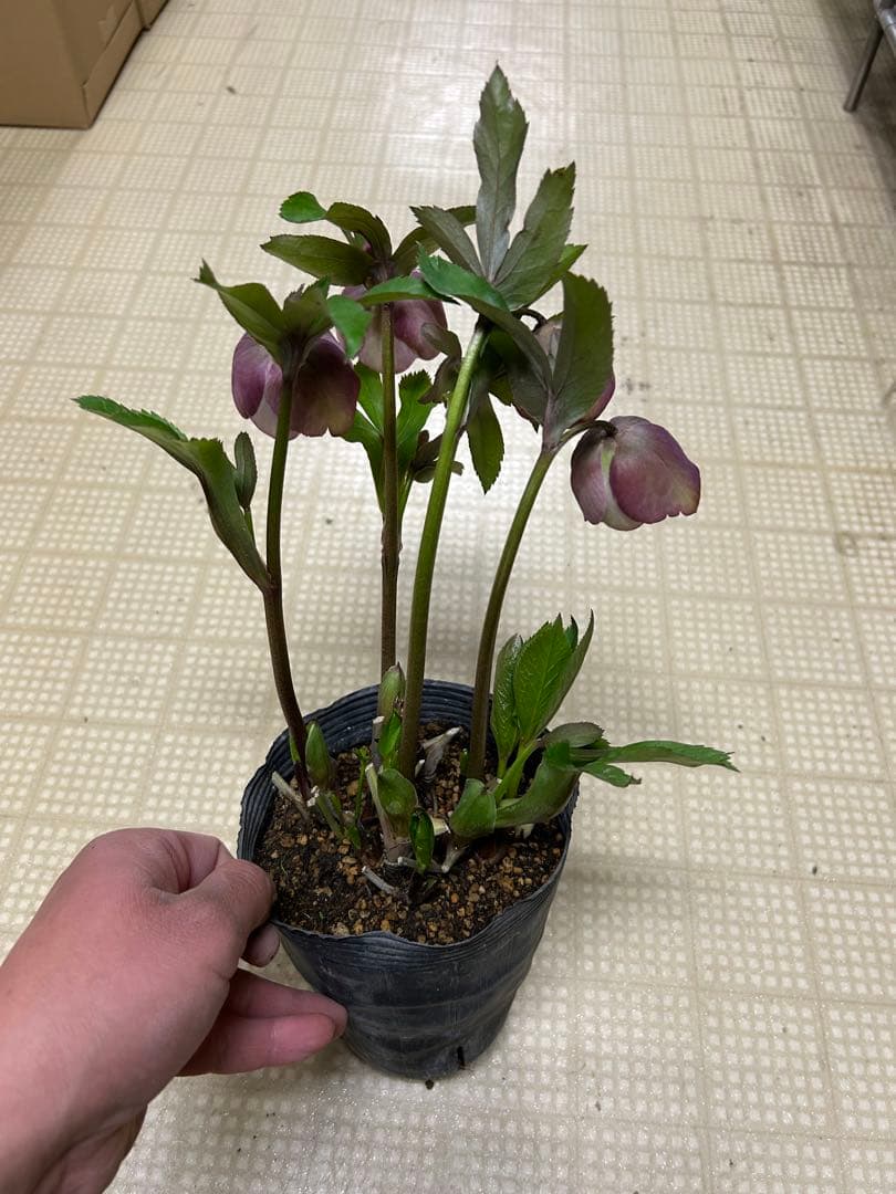 絞り友禅交配 加藤農園 クリスマスローズ 同梱可能