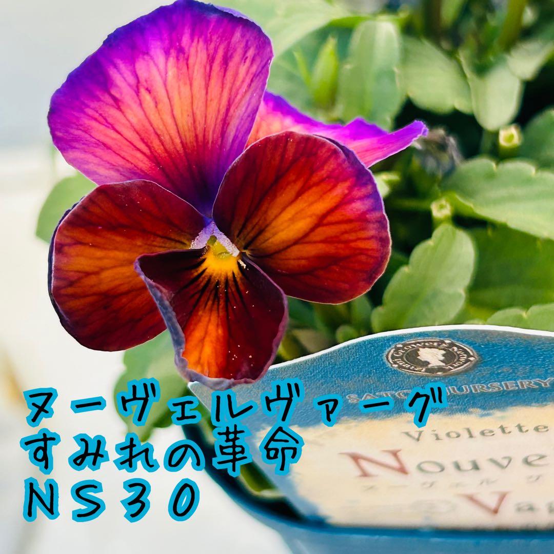 ＮＳ３０♥ サトウ園芸ヌーヴェルヴァーグ　すみれの革命♥超希少♥花苗ポットごと