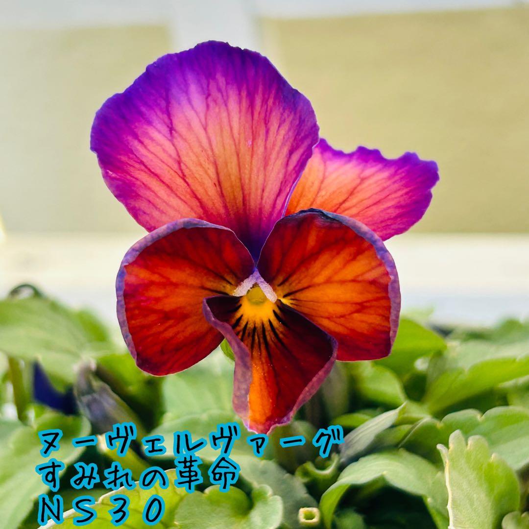 ＮＳ３０♥ サトウ園芸ヌーヴェルヴァーグ　すみれの革命♥超希少♥花苗ポットごと