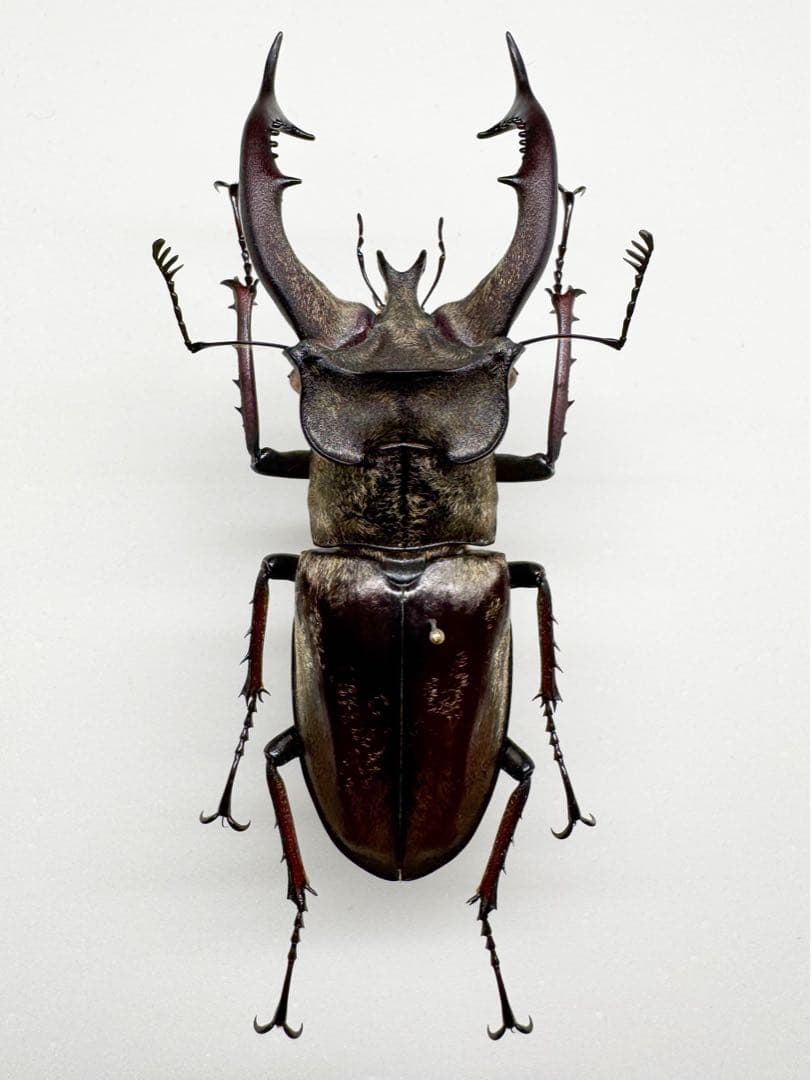 ルニフェルミヤマクワガタ　野外品71mm