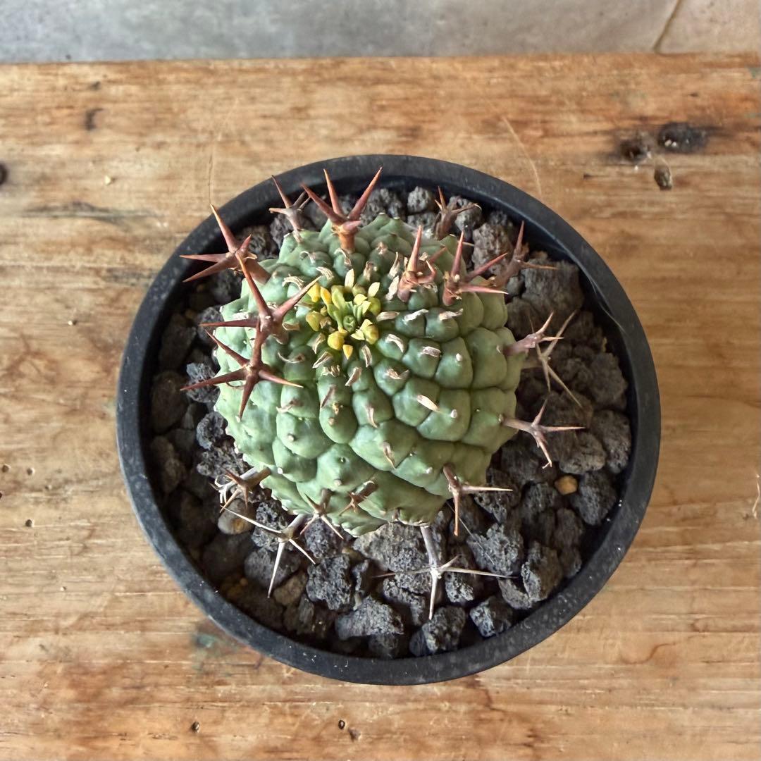 群星冠 ステリスピナ ユーフォルビア