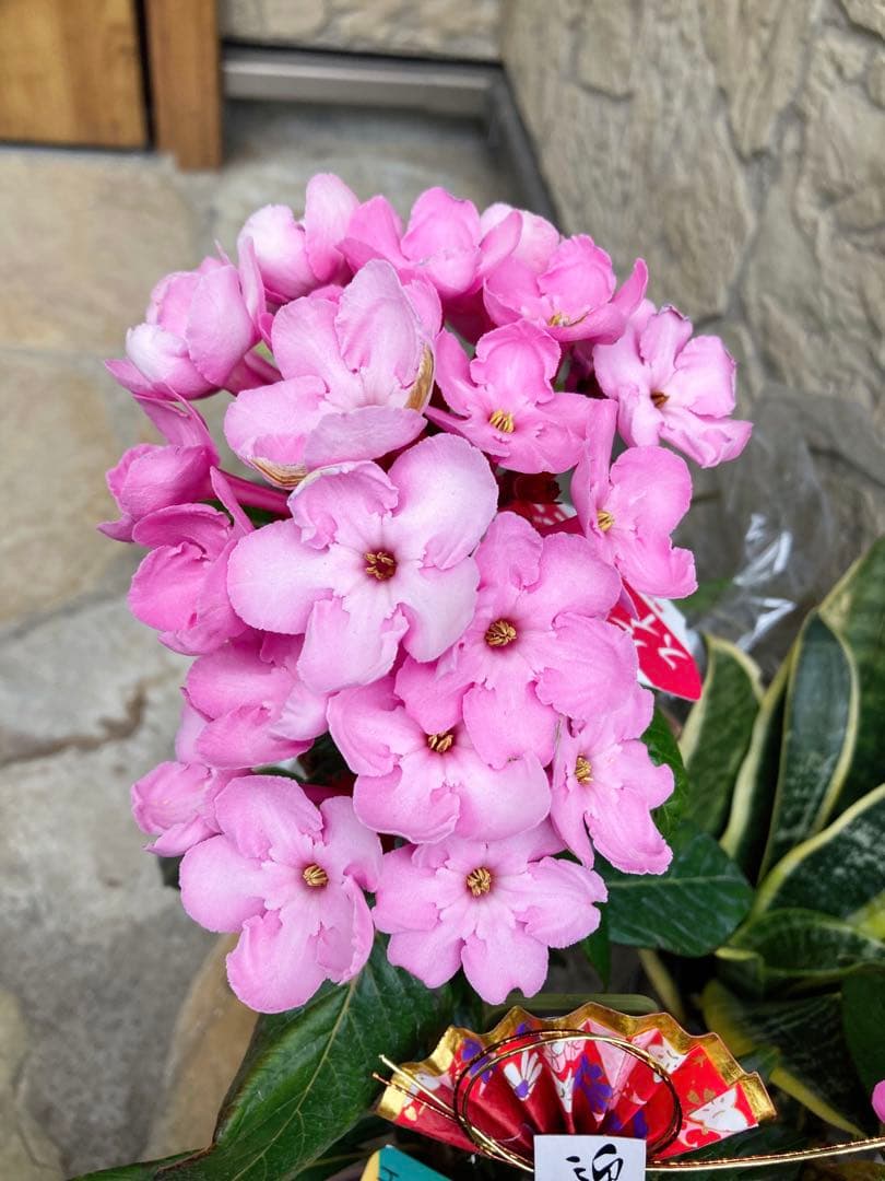 強い香りニオイザクラ リッチRich 匂い桜べにふじ 1鉢土減らし花段々終わった