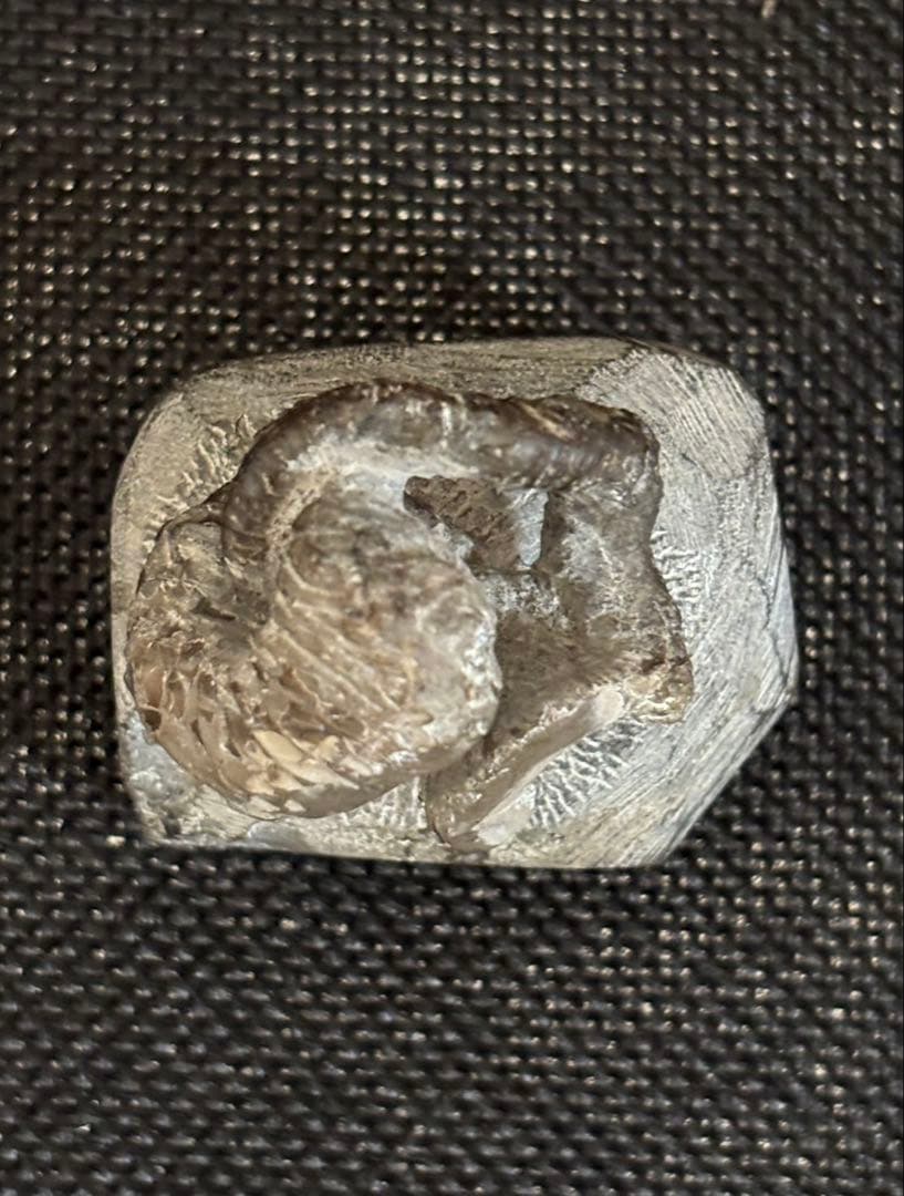 ニッポニテス　ミラビリス　芦別上流産　化石　アンモナイト　超希少　良品