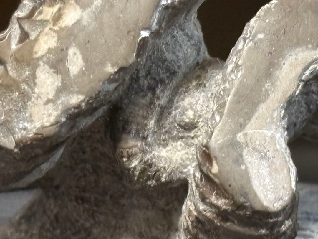 ニッポニテス　ミラビリス　芦別上流産　化石　アンモナイト　超希少　良品