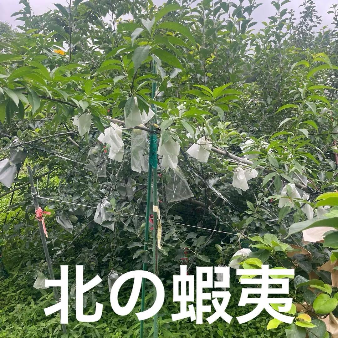 津軽　りんご　成木　有機栽培