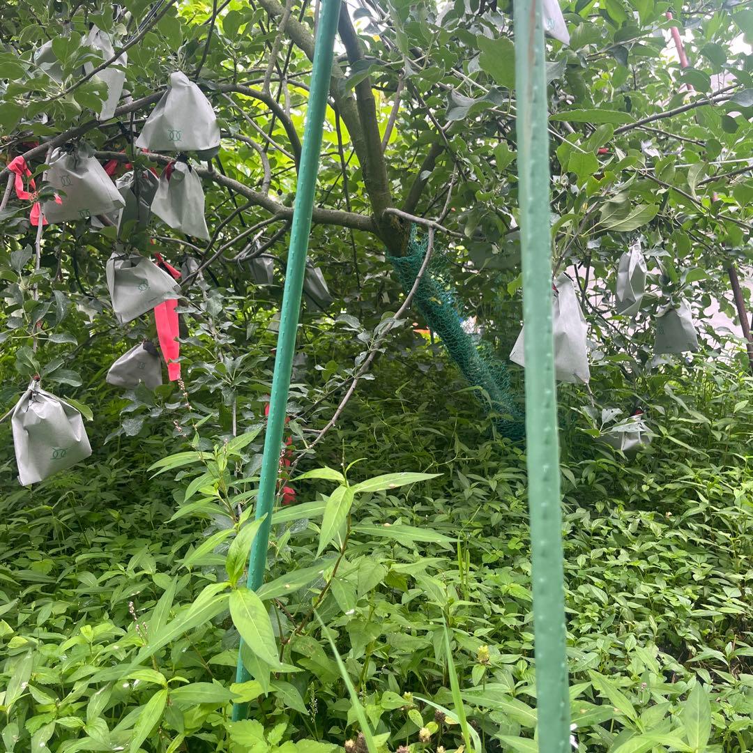 津軽　りんご　成木　有機栽培