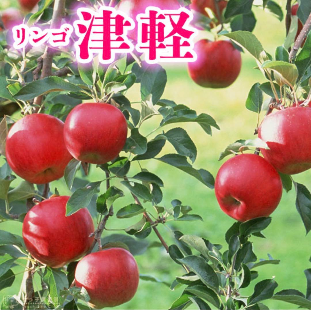 津軽　りんご　成木　有機栽培