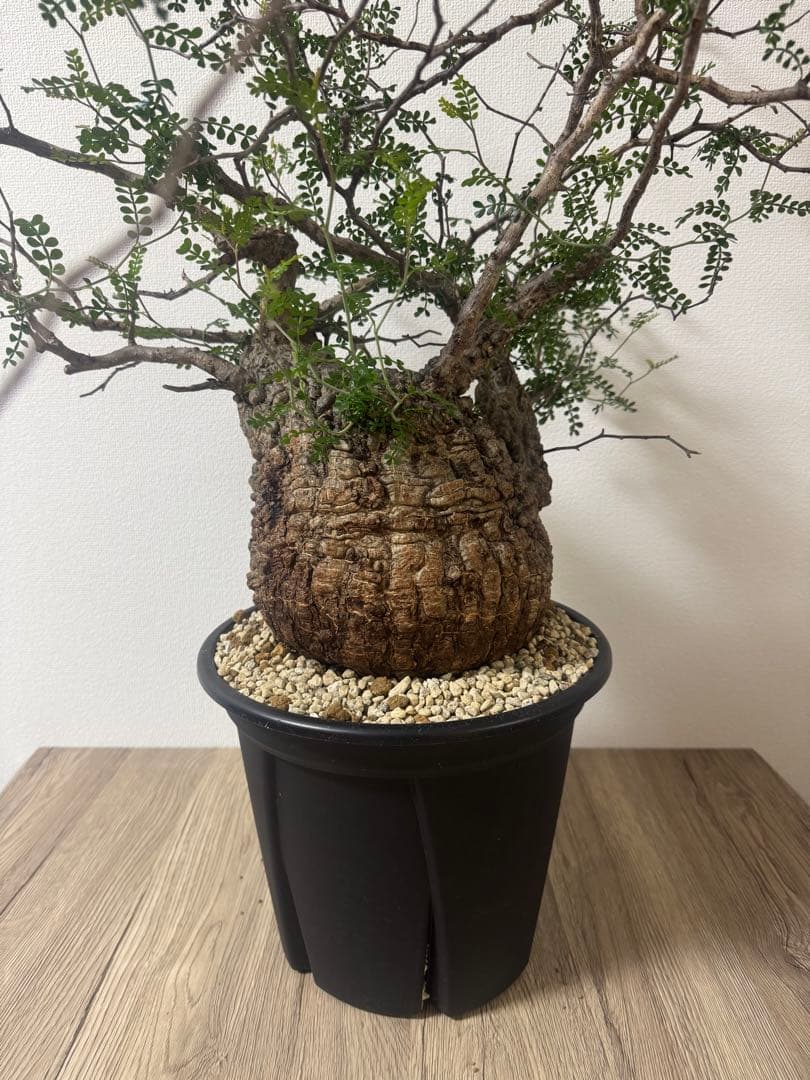 【特大株】【発根済】オペルクリカリアパキプス　塊根部20センチ　コレクション株