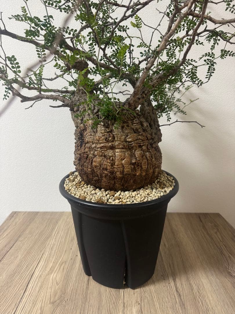 【特大株】【発根済】オペルクリカリアパキプス　塊根部20センチ　コレクション株