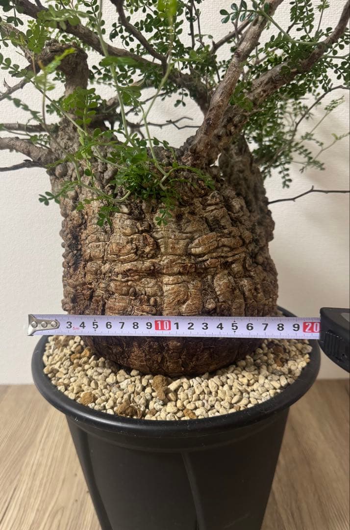 【特大株】【発根済】オペルクリカリアパキプス　塊根部20センチ　コレクション株