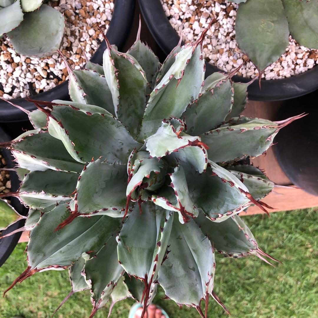 アガベ　大株キュービック