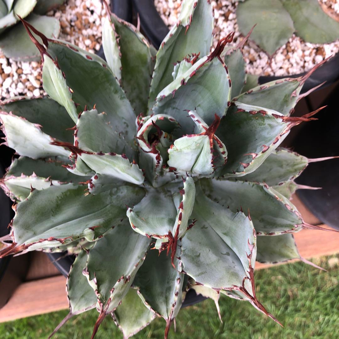 アガベ　大株キュービック