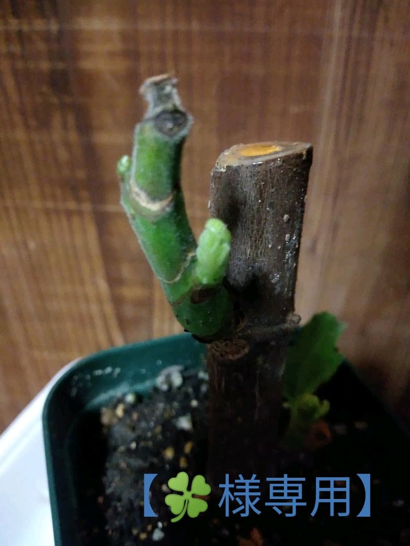 【確認用・・四つ葉のクローバー】