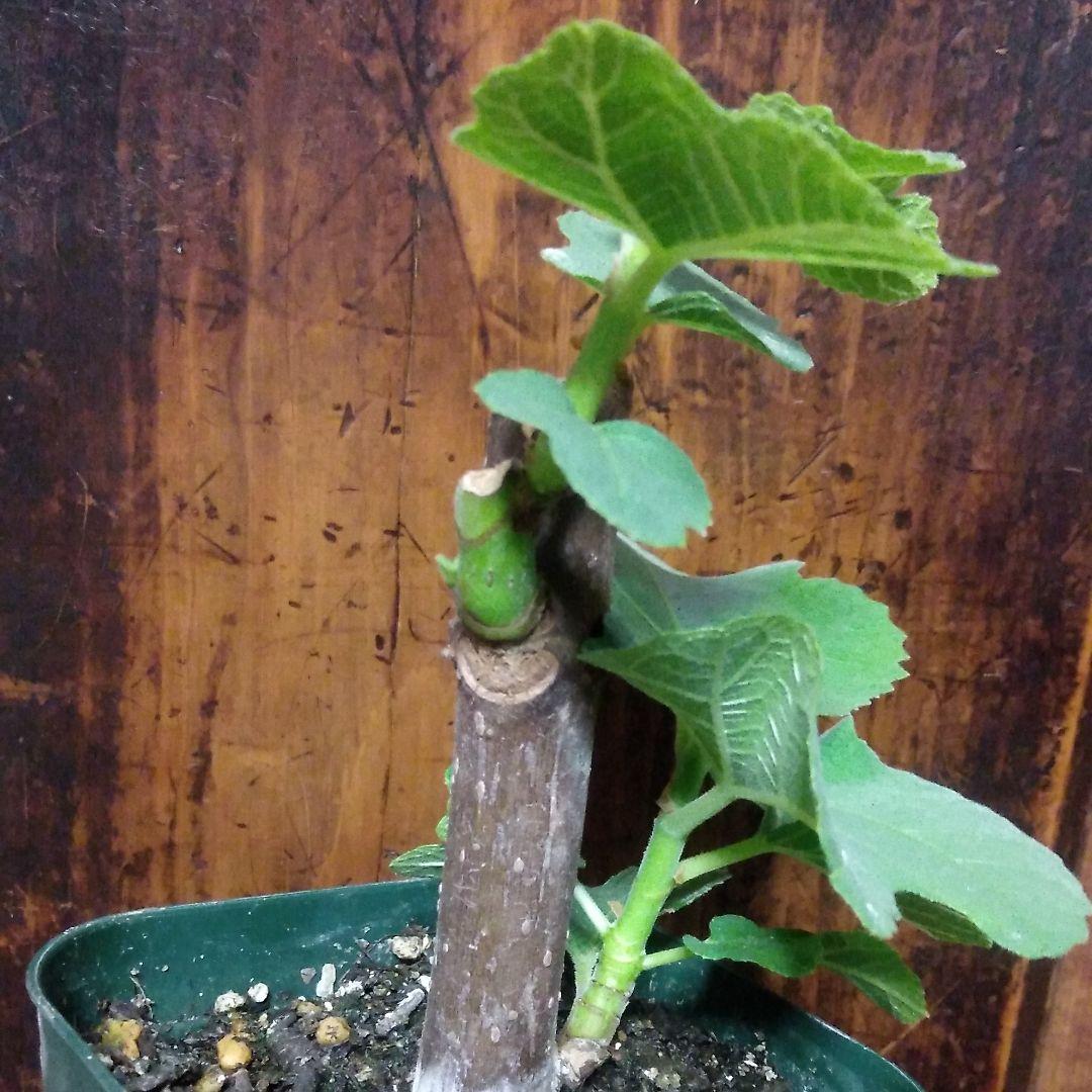 【確認用・・四つ葉のクローバー】