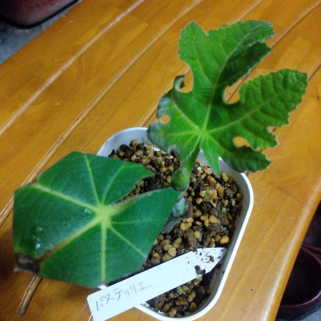 【確認用・・四つ葉のクローバー】