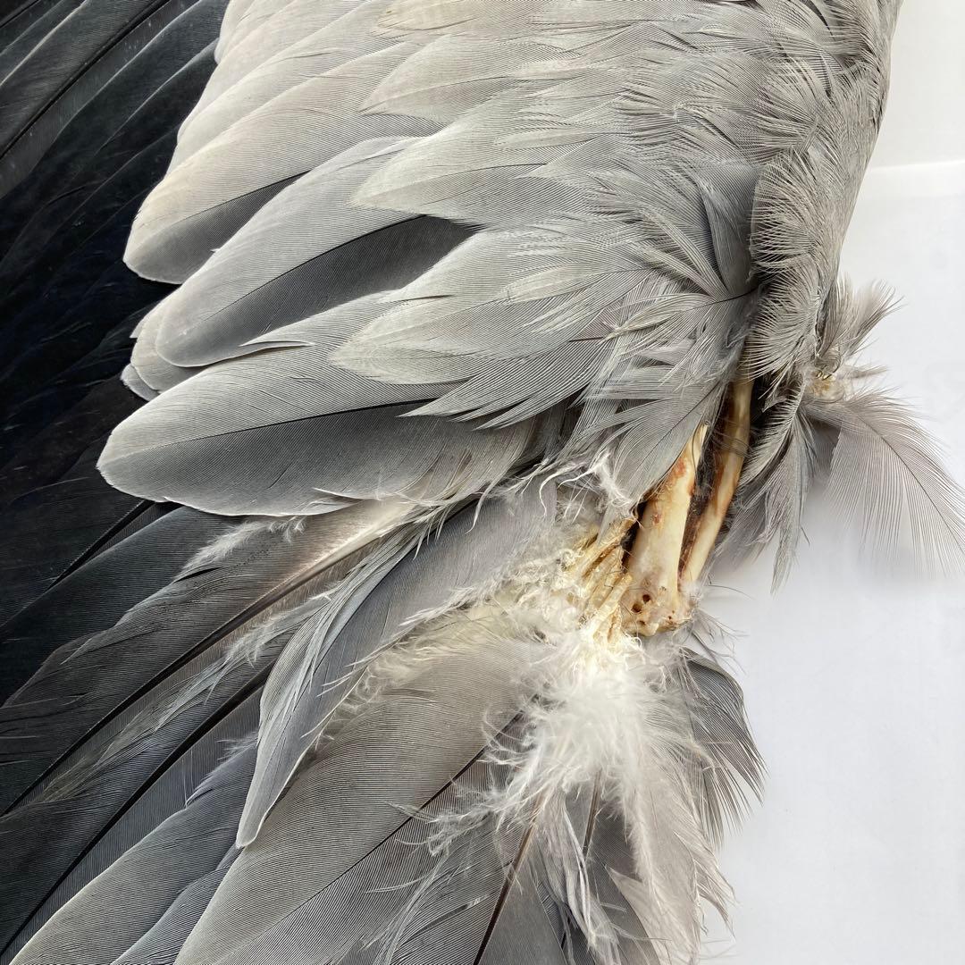 アオサギの翼標本と尾標本　鳥の羽根