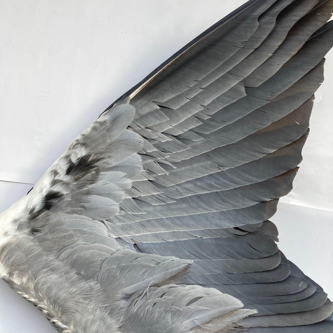 アオサギの翼標本と尾標本　鳥の羽根