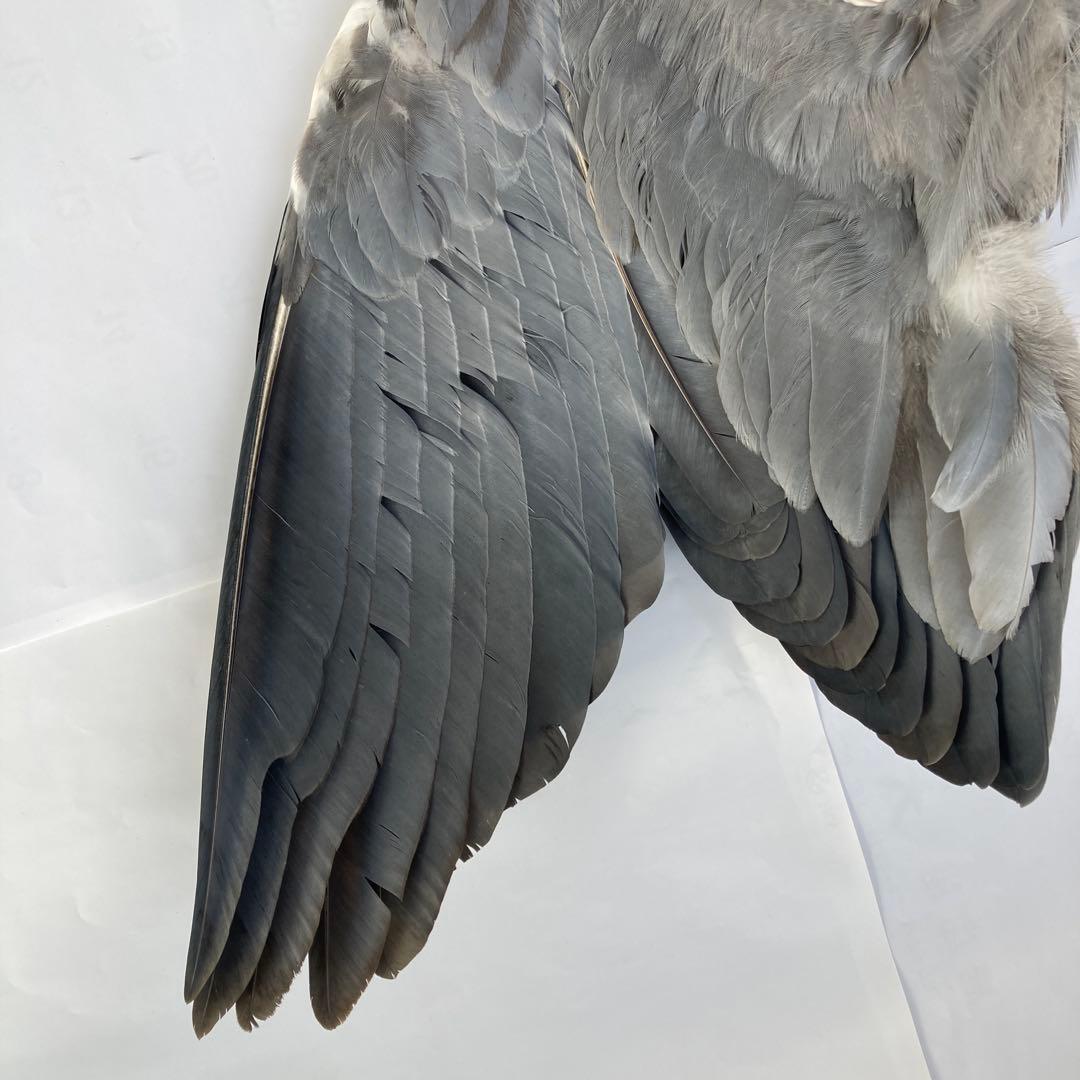 アオサギの翼標本と尾標本　鳥の羽根