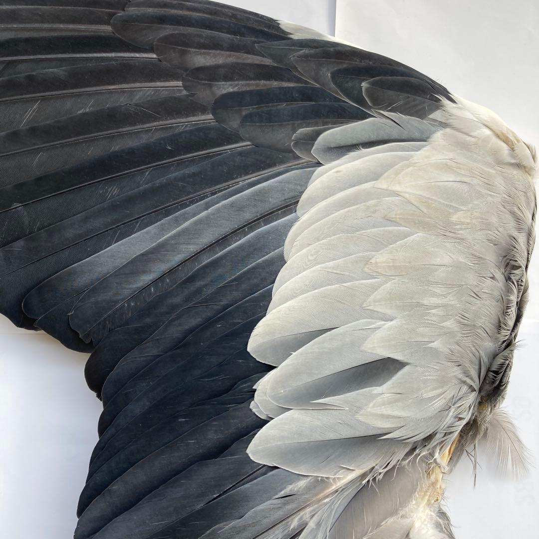 アオサギの翼標本と尾標本　鳥の羽根