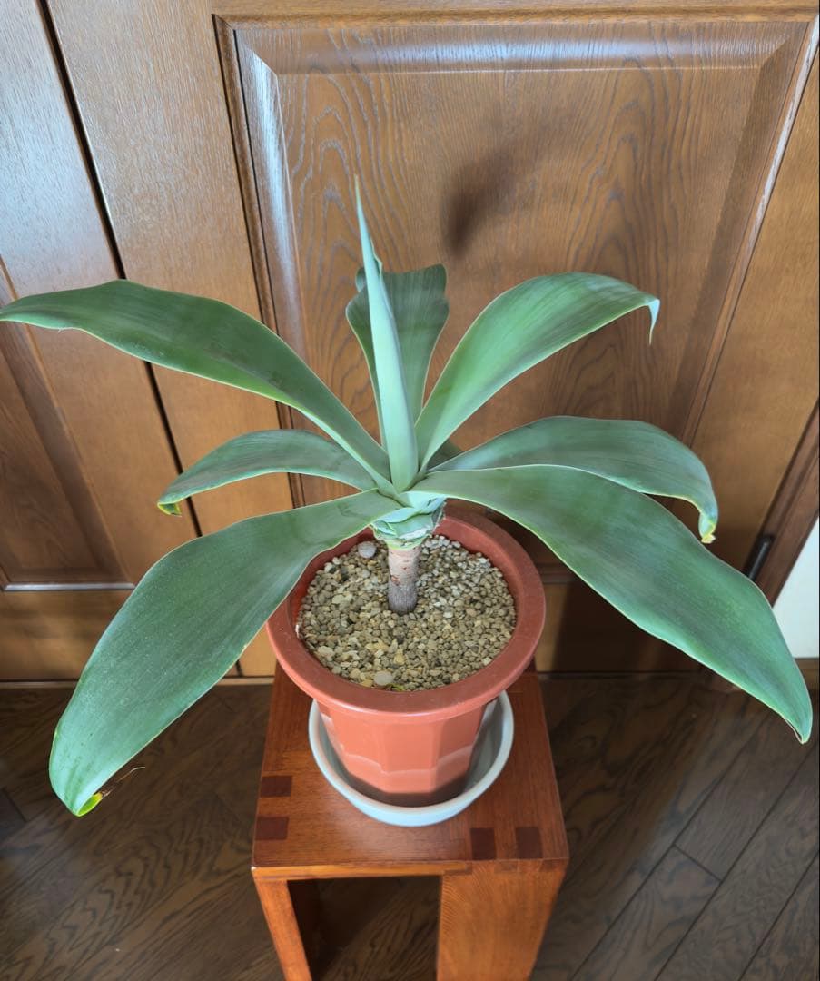 アガベ アテナータ ボーチンブルー　幹立ち7号鉢 美樹形 希少