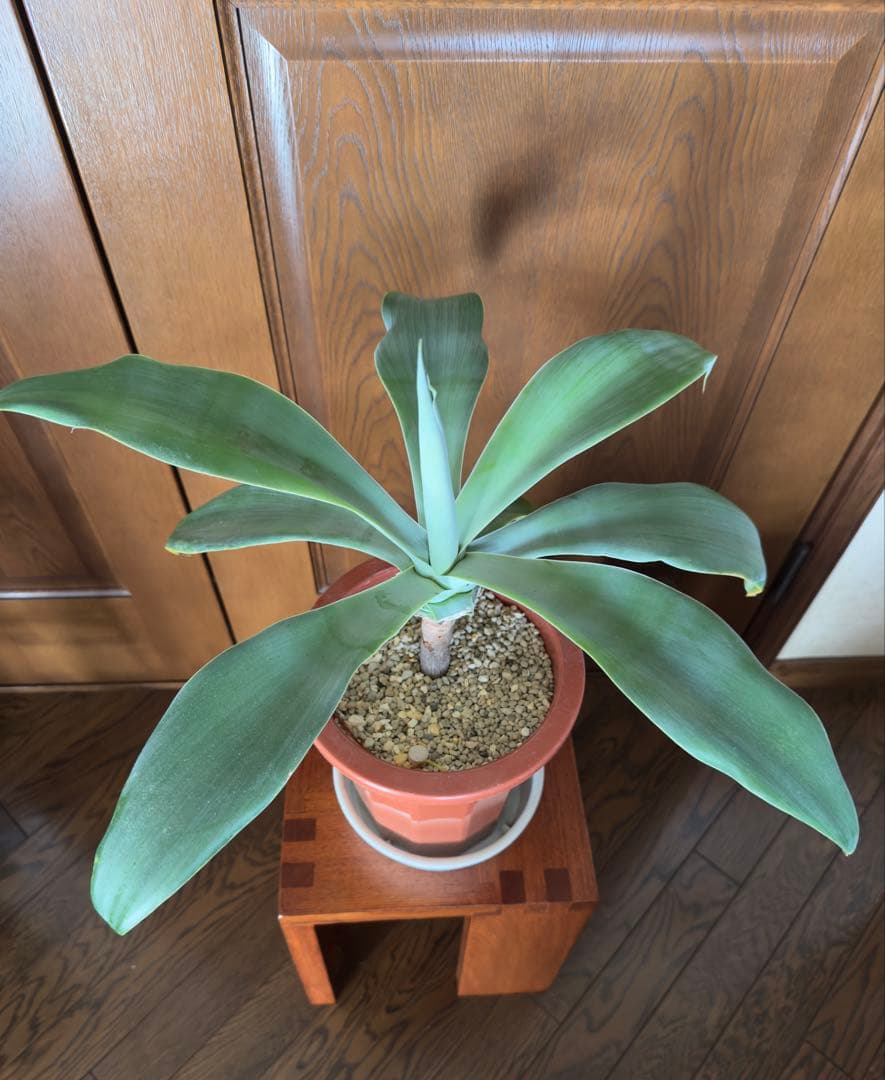 アガベ アテナータ ボーチンブルー　幹立ち7号鉢 美樹形 希少