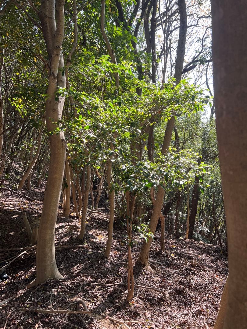 現品　ヒサカキ　ビシャコ　姫榊　特大苗　極上　2mほど　山採り 自然樹形