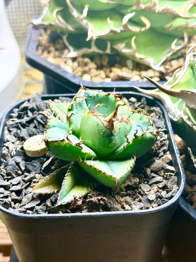 冰雹（ヒョウ）　アガベ