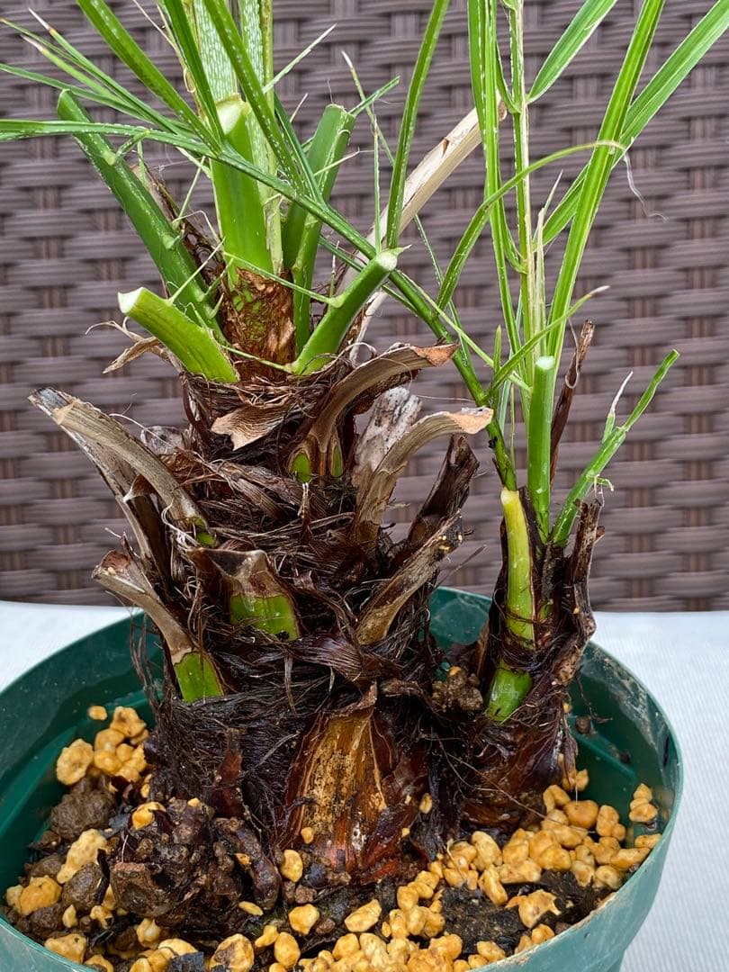 世にも珍しい⁉️ フェニックスロベレニー✨✨