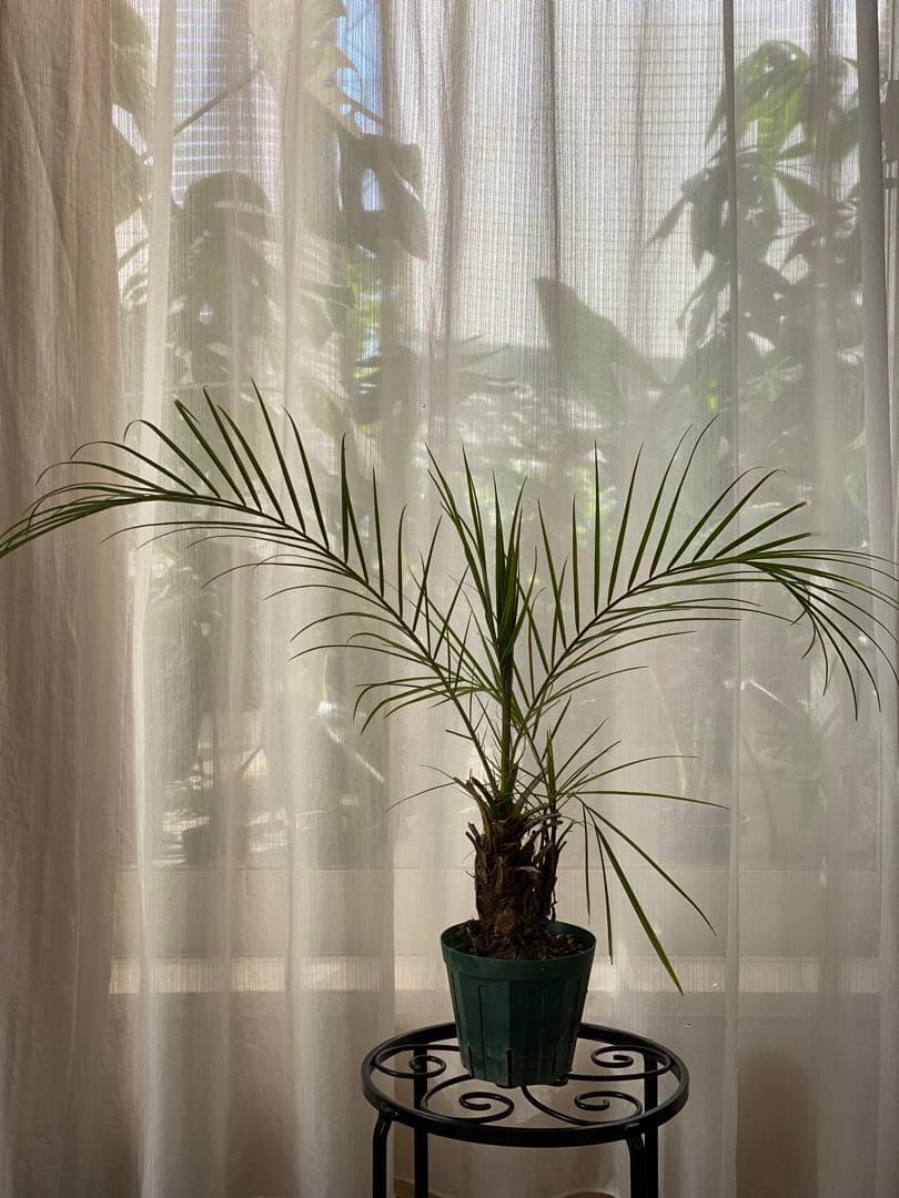 世にも珍しい⁉️ フェニックスロベレニー✨✨