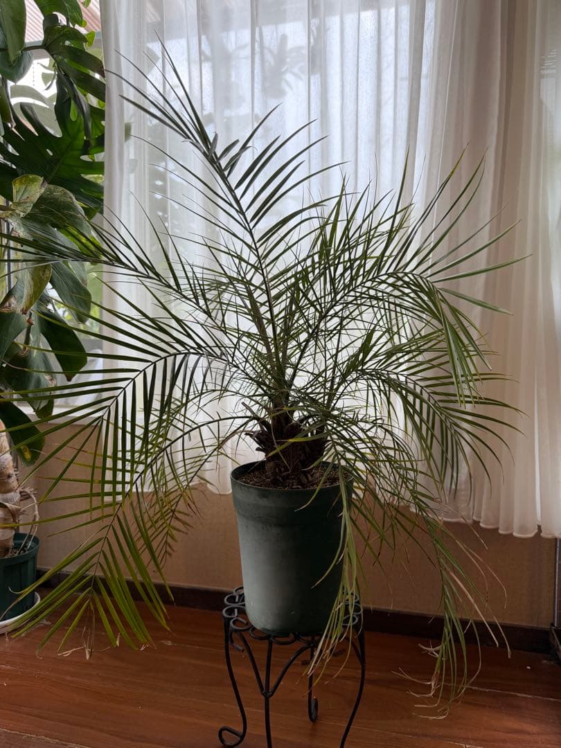 世にも珍しい⁉️ フェニックスロベレニー✨✨