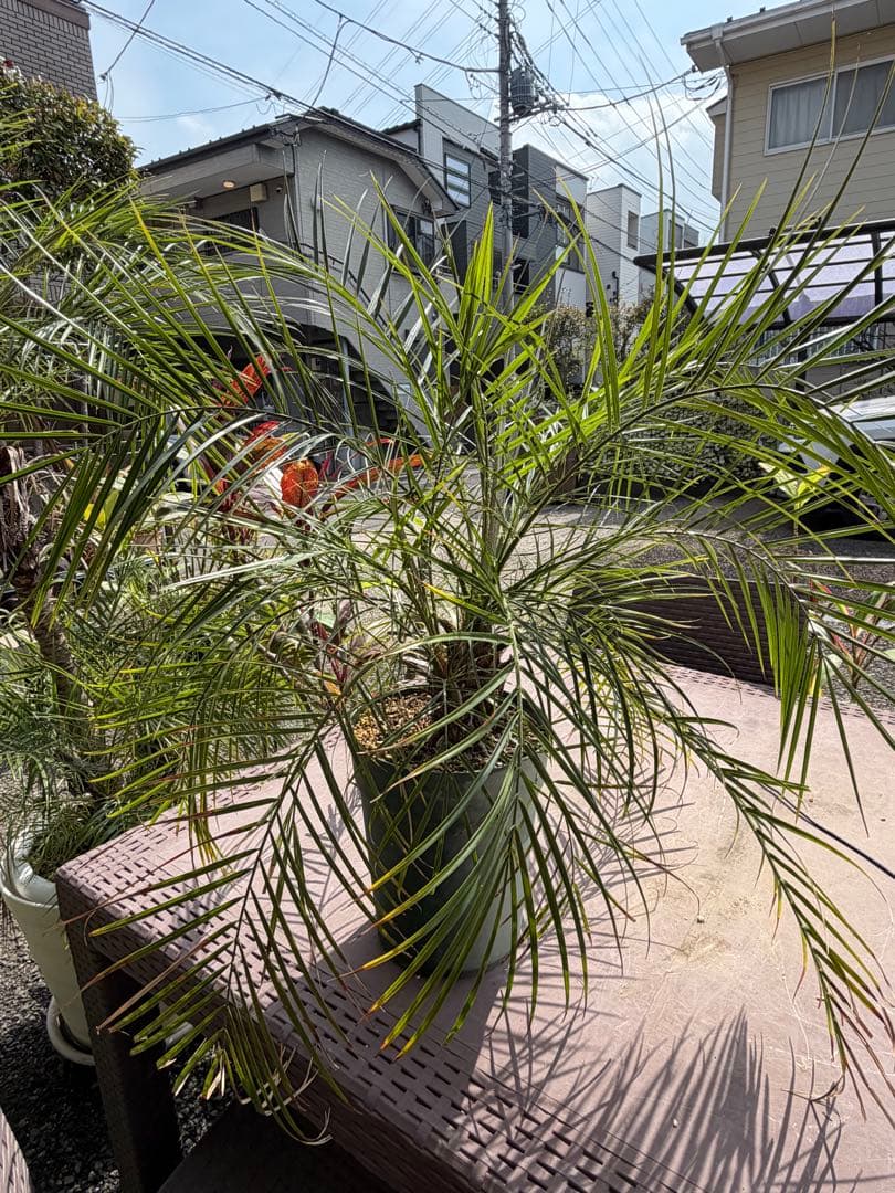 世にも珍しい⁉️ フェニックスロベレニー✨✨