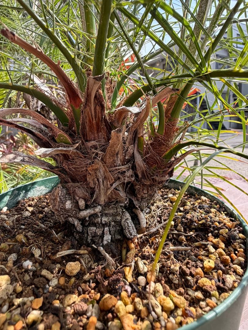 世にも珍しい⁉️ フェニックスロベレニー✨✨