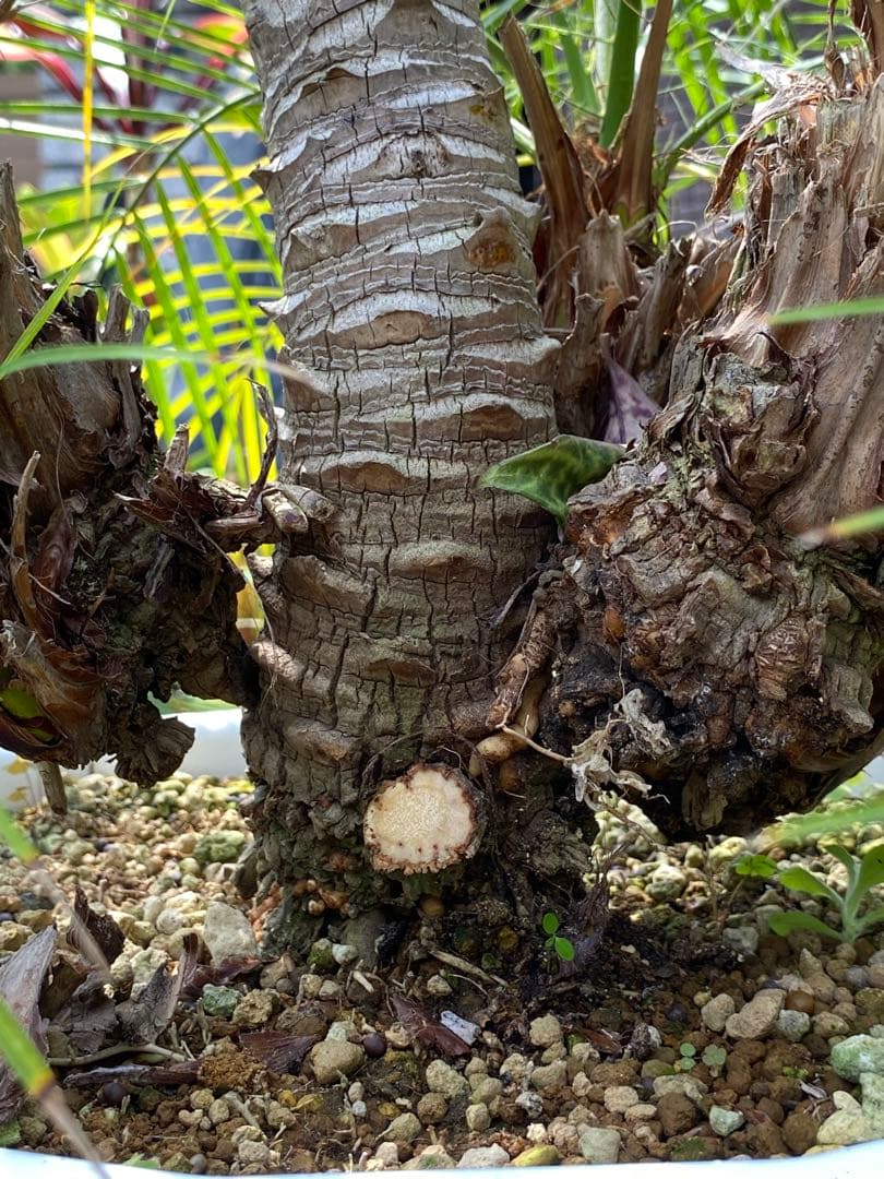 世にも珍しい⁉️ フェニックスロベレニー✨✨