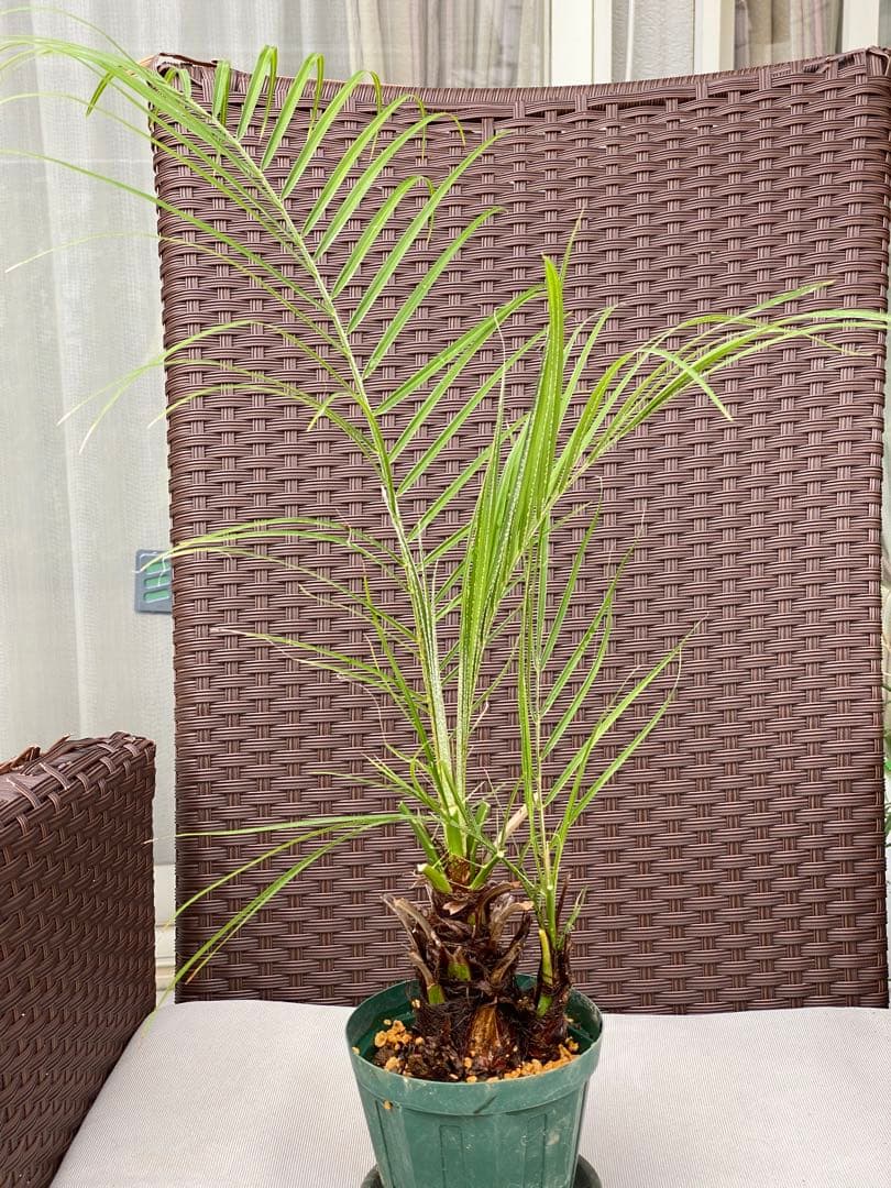 世にも珍しい⁉️ フェニックスロベレニー✨✨